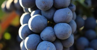 racimo de uva vista de cerca de la variedad aragonez-castelao