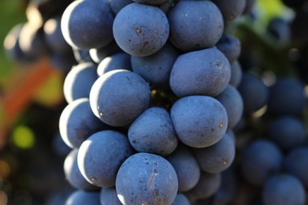 racimo de uva vista de cerca de la variedad aragonez-castelao